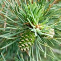 Albyn Prostrate Scotch Pine